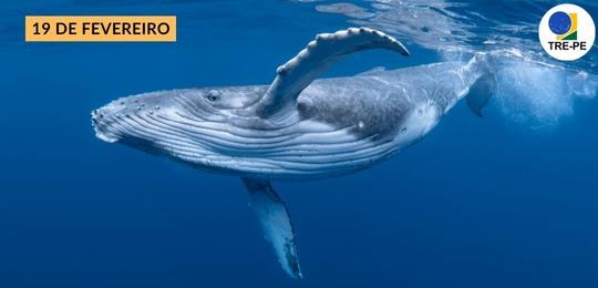 Dia Mundial da Baleia: saiba tudo sobre o gigante aquático A Assistência de Gestão Socioambiental do TRE-PE reforça a importância de conservação do gigante...