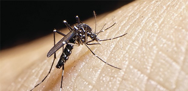campanha contra o mosquito Aedes aegypt